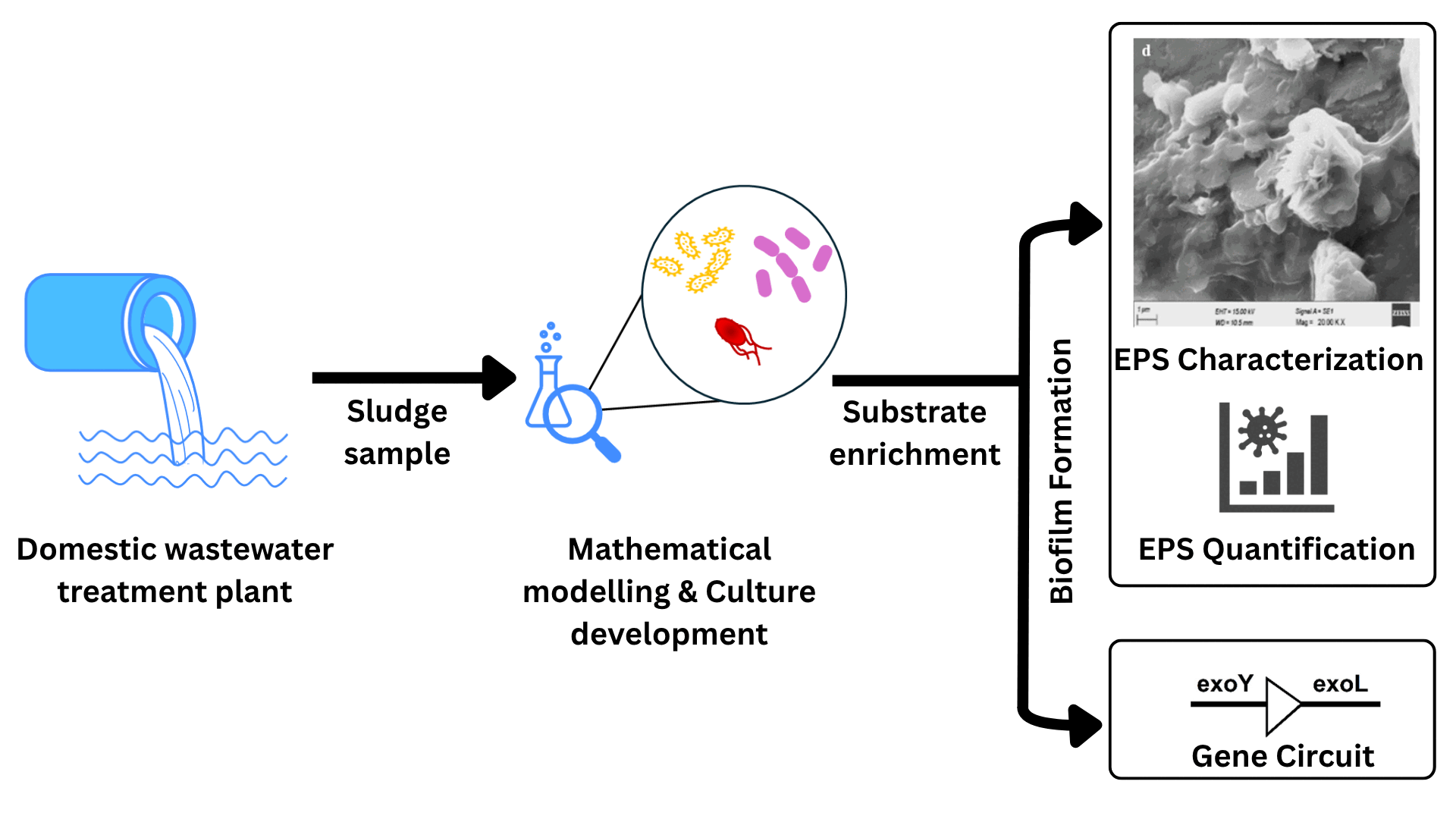 graphical_abstract_eps.gif
